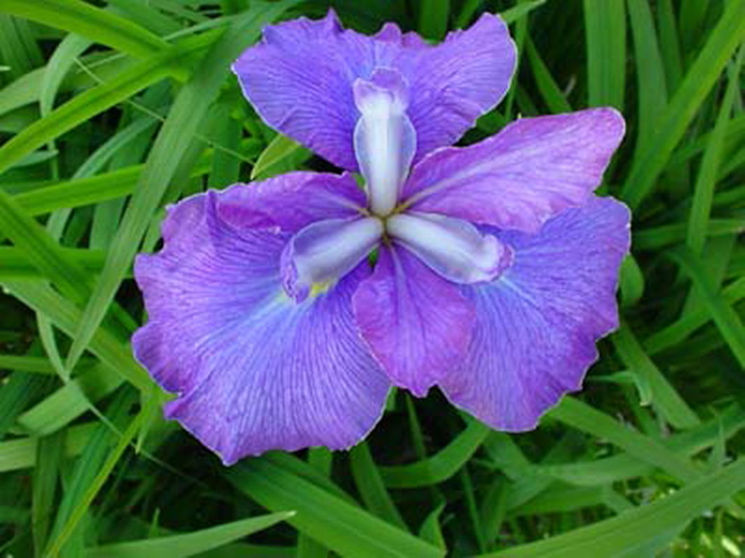 Sumpf-Schwertlilie 'Royal Pageant'