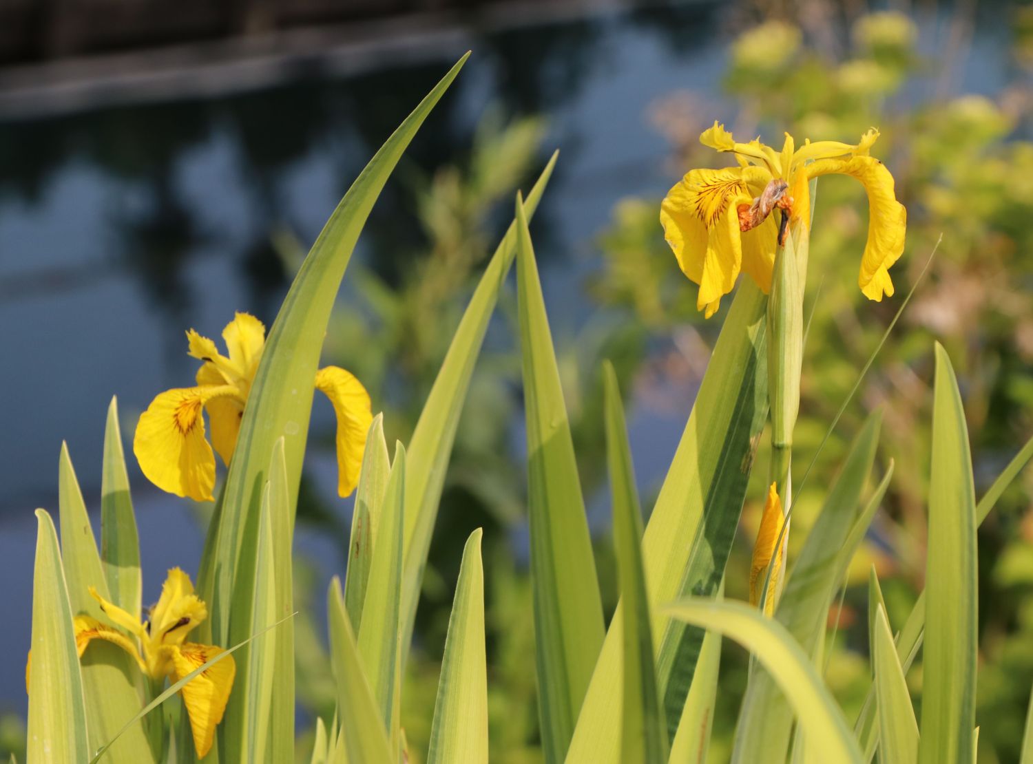 Sumpf-Schwertlilie 'Variegata' - Iris pseudacorus 'Variegata'