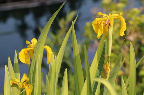 Sumpf-Schwertlilie 'Variegata' - Iris pseudacorus 'Variegata'