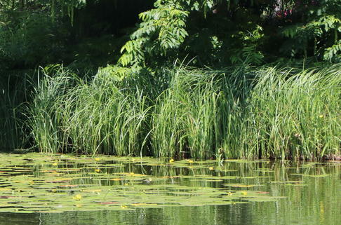 Sumpf Segge - Carex acutiformis