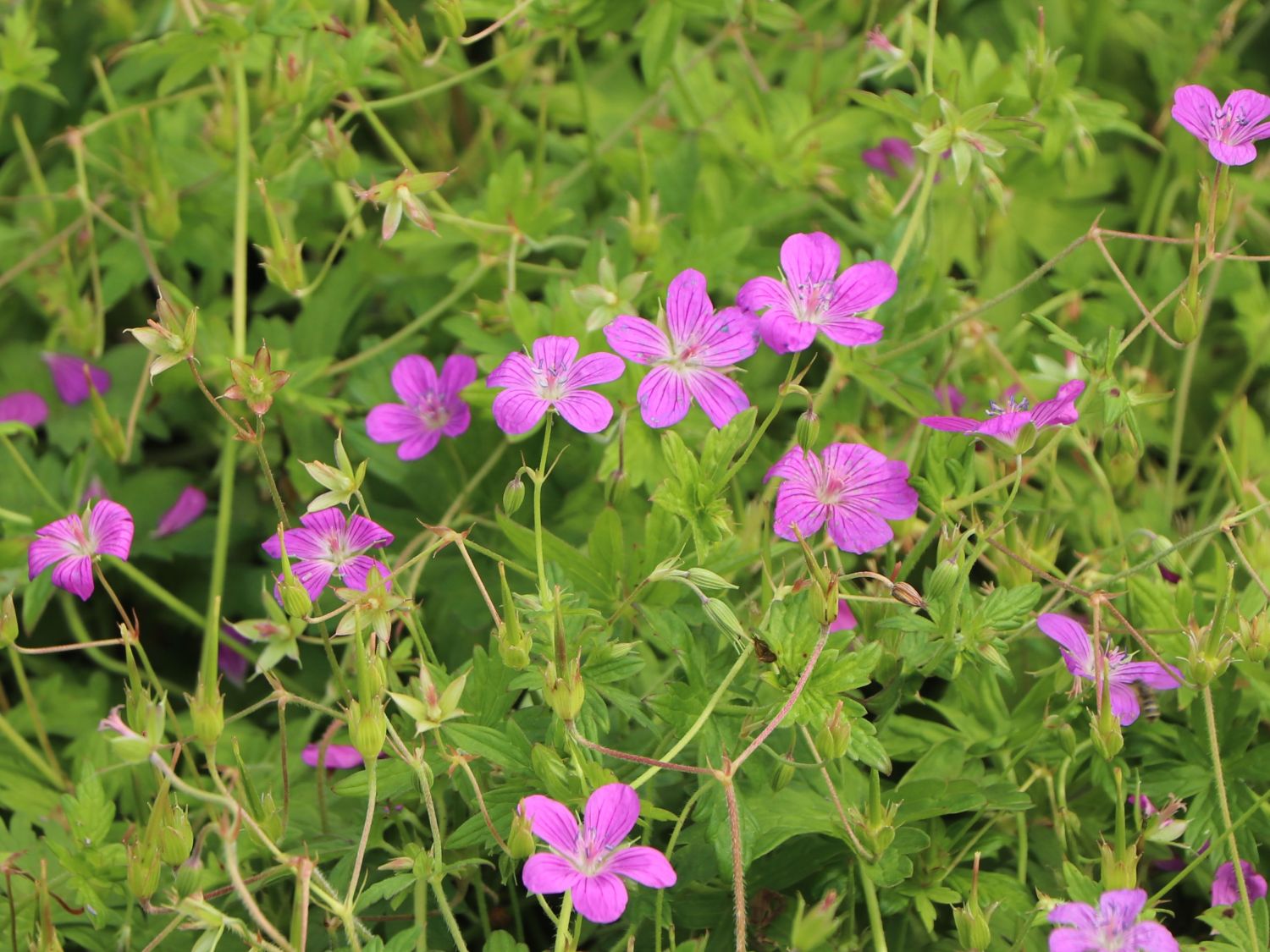 Sumpf Storchschnabel