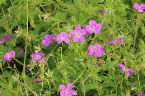 Sumpf Storchschnabel - Geranium palustre