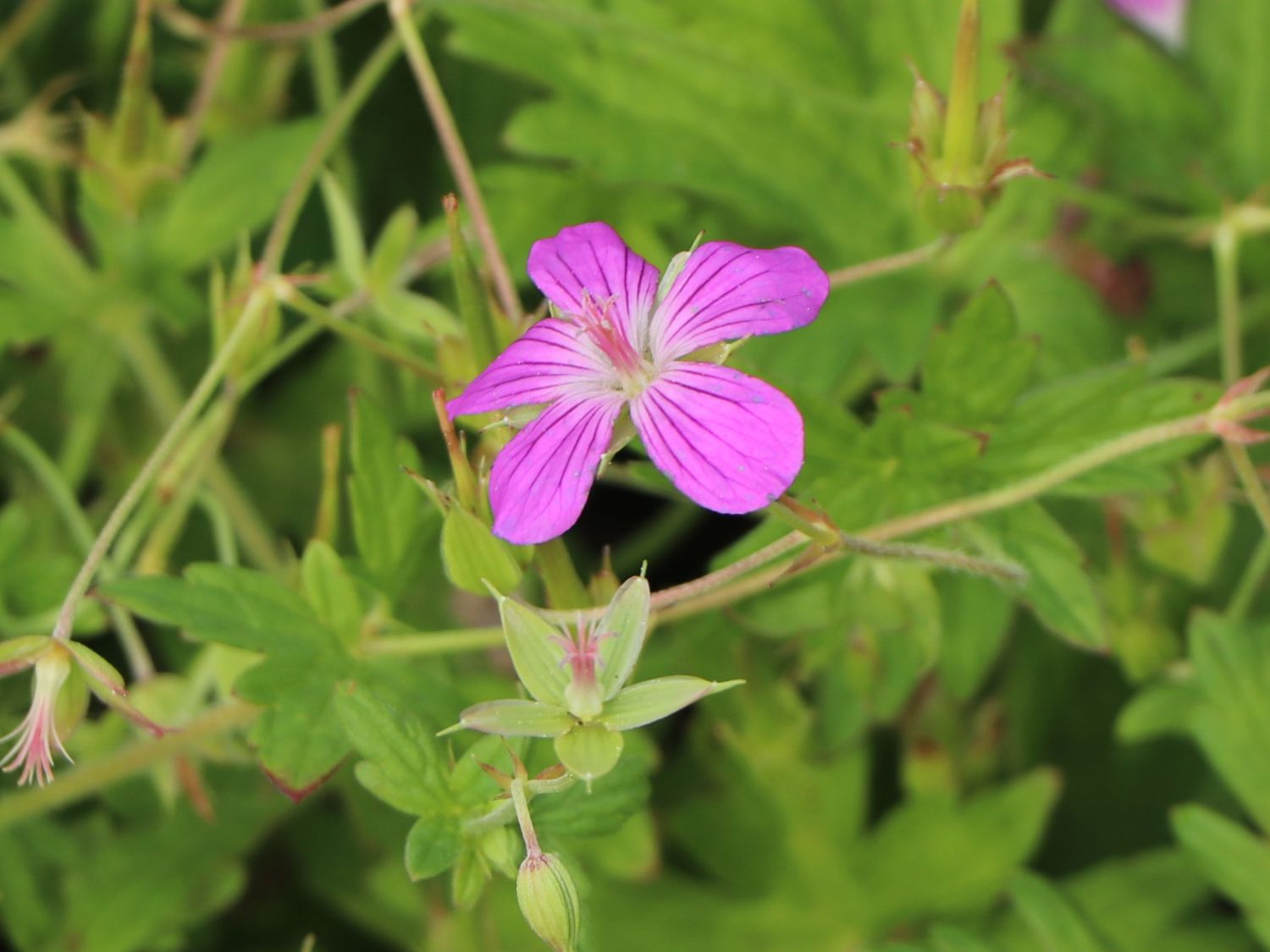 Sumpf Storchschnabel (Geranium palustre) für Deinen Garten!