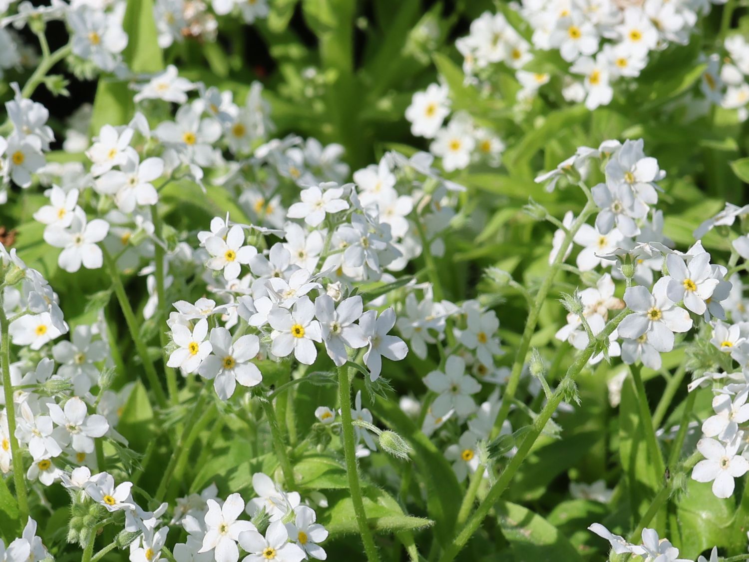 Vergissmeinnicht (Myosotis)