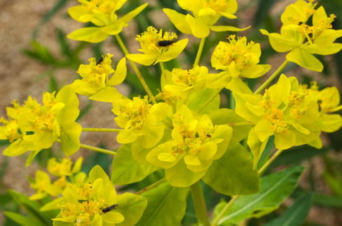 Sumpf-Wolfsmilch - Euphorbia palustris