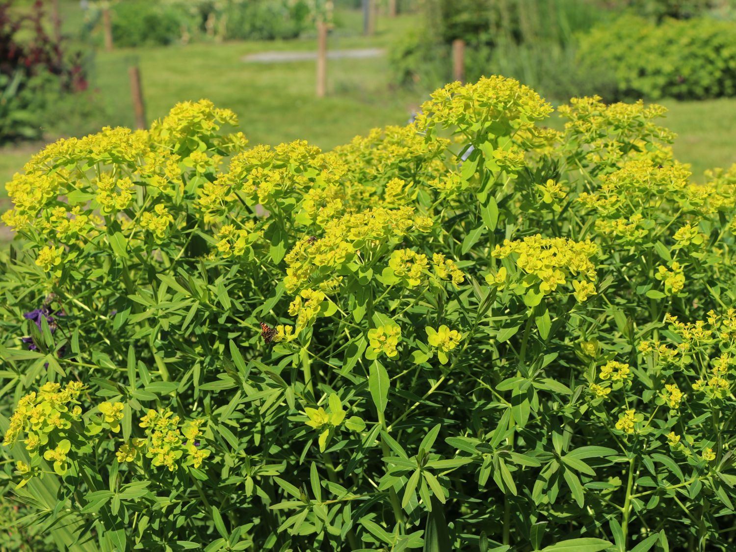 Sumpf-Wolfsmilch 'Walenburg's Glorie'