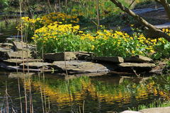 Sumpfdotterblume
