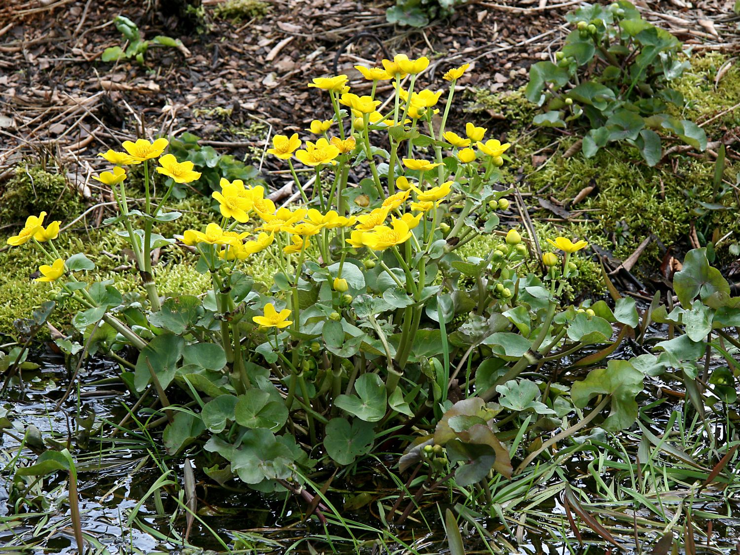 Hahnenfußgewächse (Ranunculaceae)