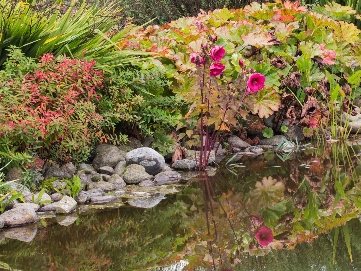 Sumpfeibisch Planet Griotte 'Tangri' - Hibiscus moscheutos Planet Griotte 'Tangri'