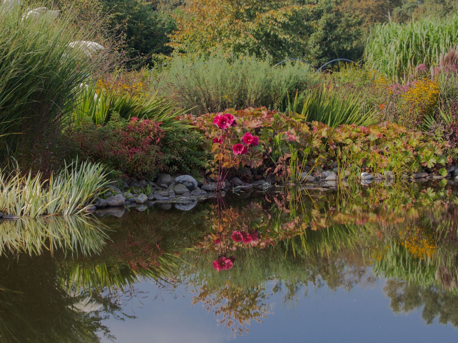 Sumpfeibisch Planet Griotte 'Tangri' - Hibiscus moscheutos Planet Griotte 'Tangri'