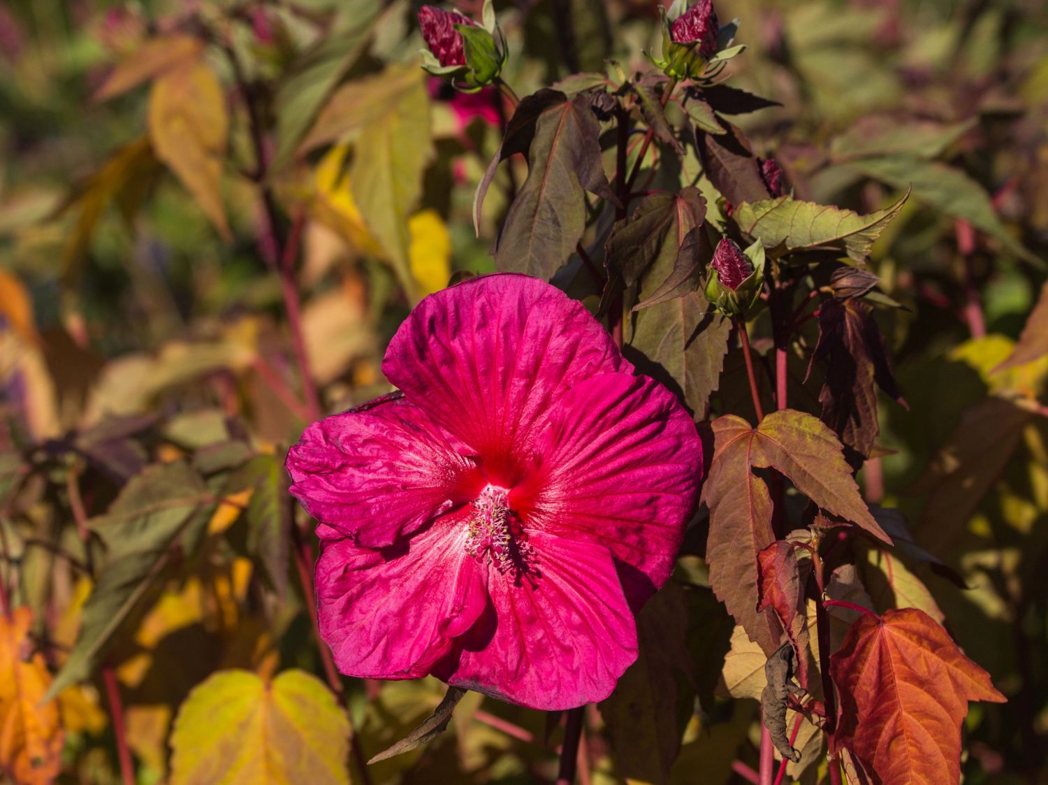 Sumpfeibisch Planet Griotte 'Tangri' - Hibiscus moscheutos Planet Griotte 'Tangri'