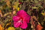Sumpfeibisch Planet Griotte 'Tangri' - Hibiscus moscheutos Planet Griotte 'Tangri'