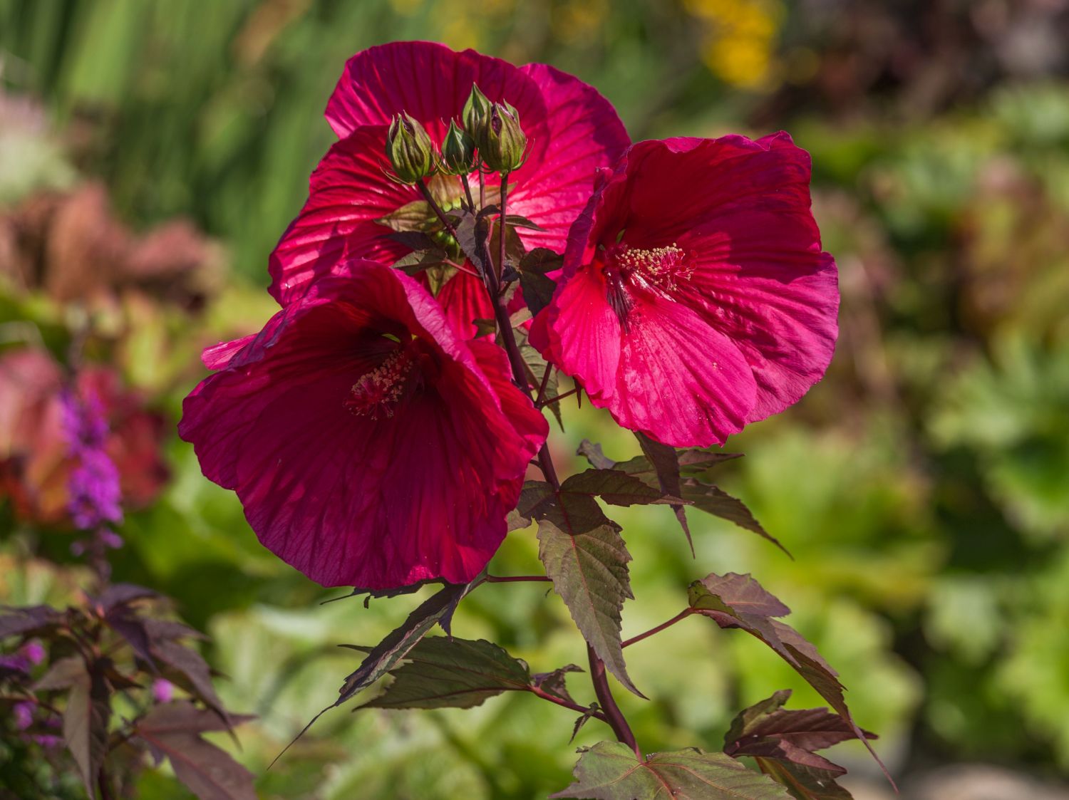 Sumpfeibisch Planet Griotte 'Tangri' - Hibiscus moscheutos Planet Griotte 'Tangri'