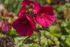 Sumpfeibisch Planet Griotte 'Tangri' - Hibiscus moscheutos Planet Griotte 'Tangri'
