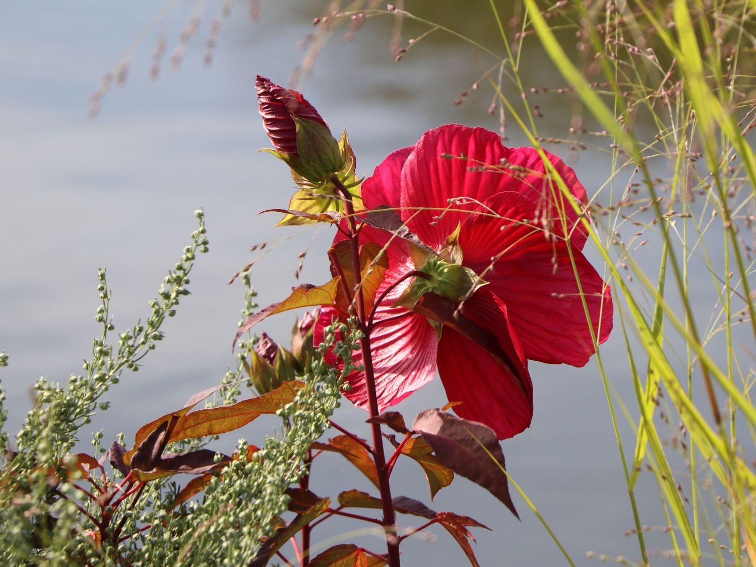 Sumpfeibisch Planet Griotte 'Tangri' - Hibiscus moscheutos Planet Griotte 'Tangri'