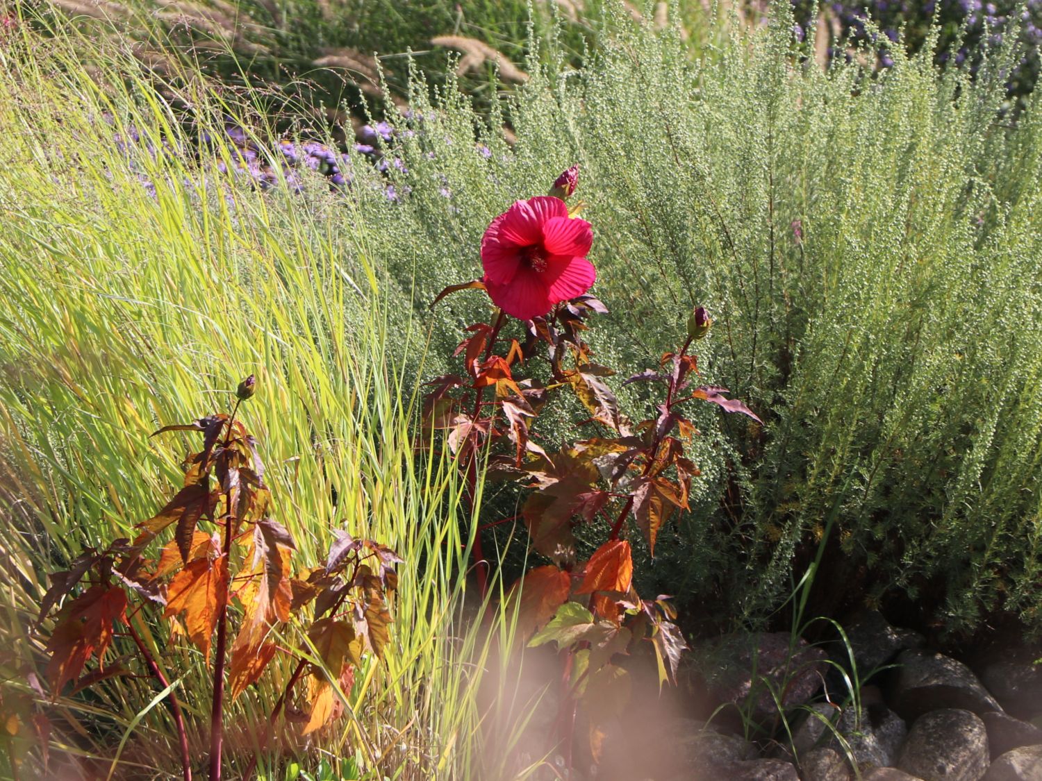 Sumpfeibisch Planet Griotte 'Tangri' - Hibiscus moscheutos Planet Griotte 'Tangri'
