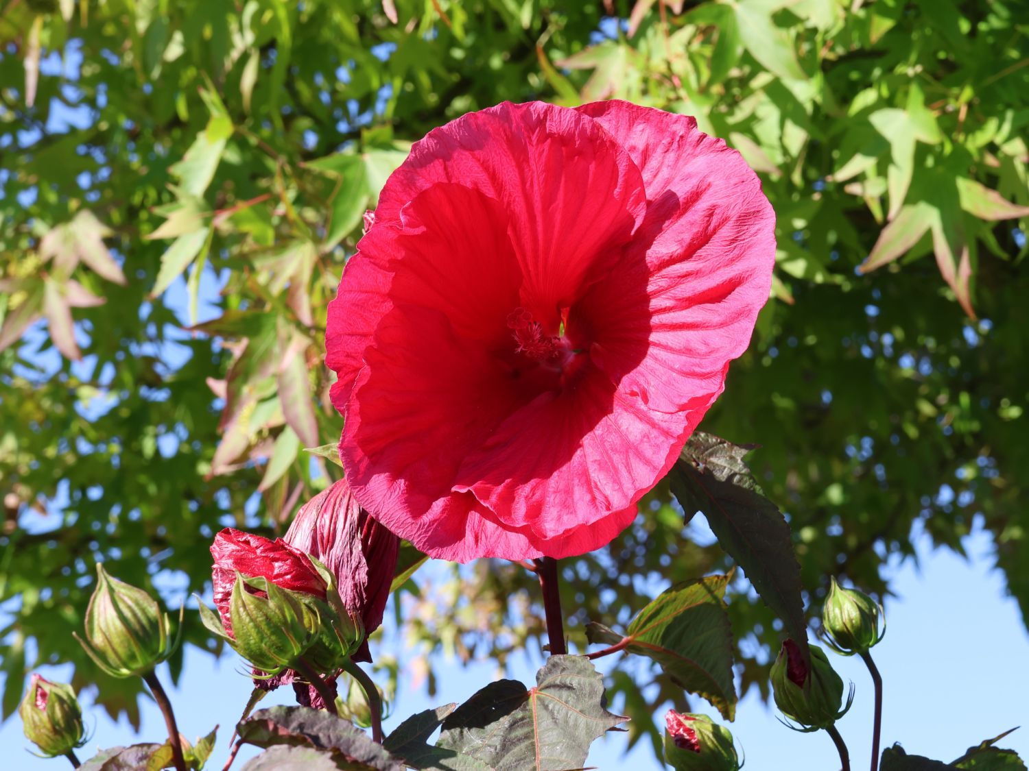 Sumpfeibisch Planet Griotte 'Tangri' - Hibiscus moscheutos Planet Griotte 'Tangri'