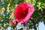 Sumpfeibisch Planet Griotte 'Tangri' - Hibiscus moscheutos Planet Griotte 'Tangri'