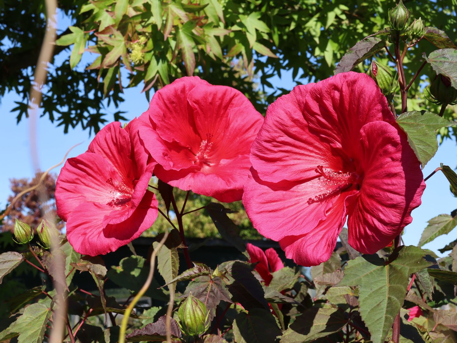 Sumpfeibisch Planet Griotte 'Tangri' - Hibiscus moscheutos Planet Griotte 'Tangri'