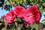 Sumpfeibisch Planet Griotte 'Tangri' - Hibiscus moscheutos Planet Griotte 'Tangri'