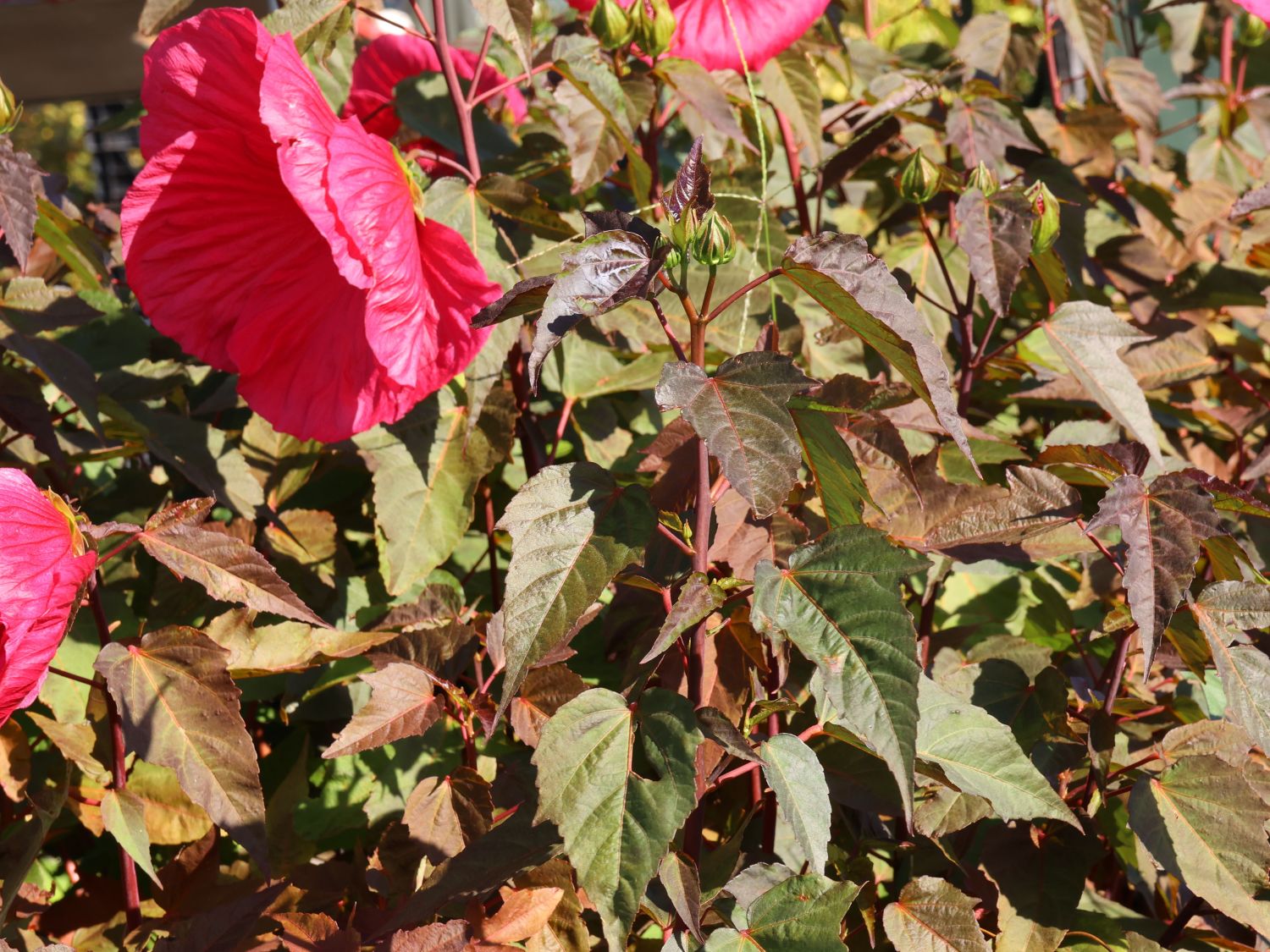 Sumpfeibisch Planet Griotte 'Tangri' - Hibiscus moscheutos Planet Griotte 'Tangri'
