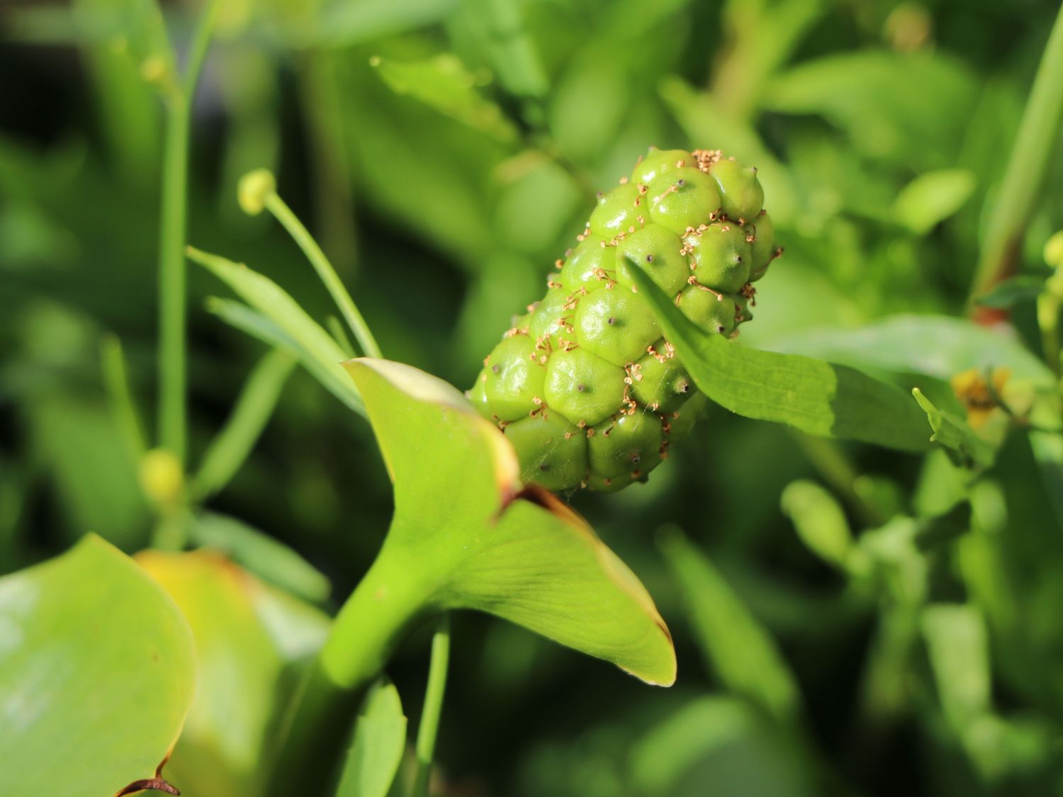 Sumpfkalla / Drachenwurz (Calla palustris) für Deinen Garten!