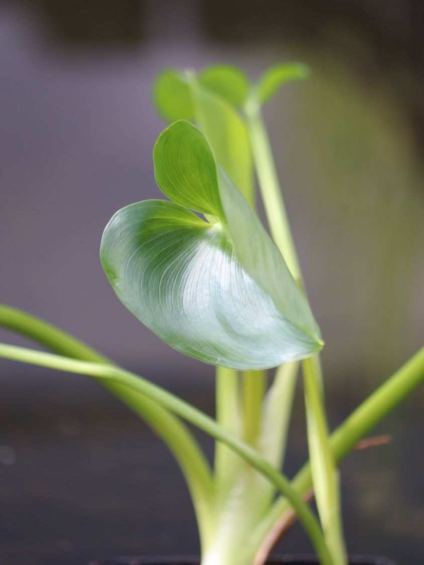 Zantedeschien (Zantedeschia)
