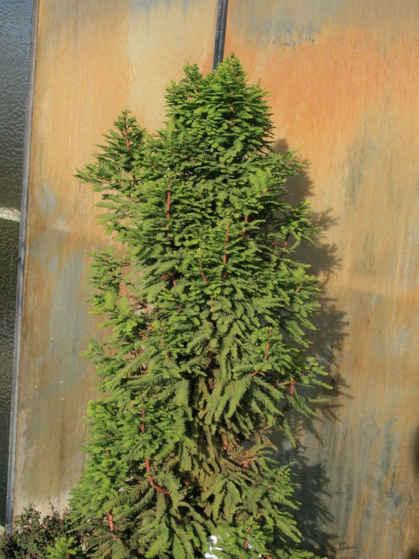 Sumpfzypresse 'Peve Minaret' - Taxodium distichum 'Peve Minaret'