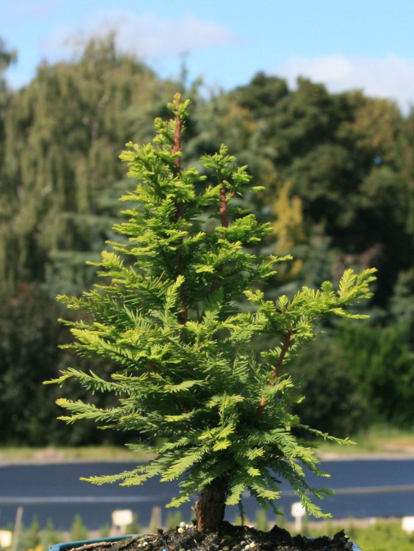 Sumpfzypresse 'Peve Minaret' - Taxodium distichum 'Peve Minaret'