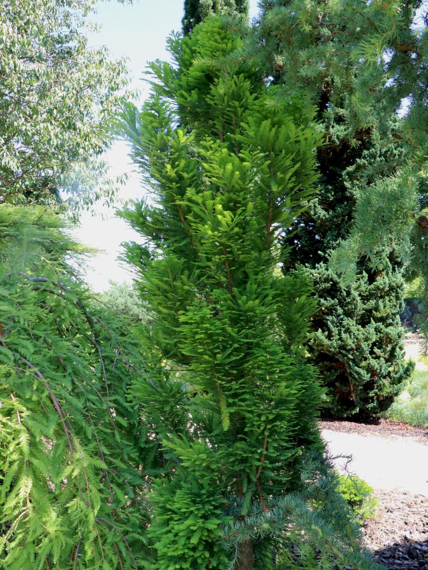 Sumpfzypresse 'Peve Minaret' - Taxodium distichum 'Peve Minaret'