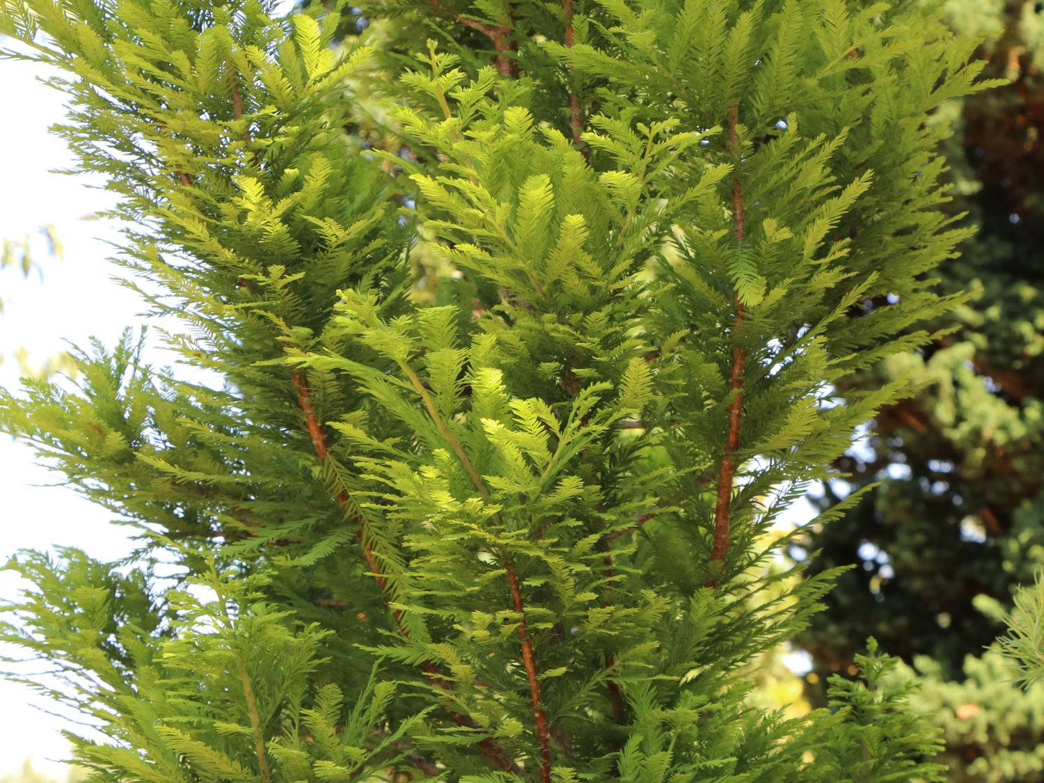 Sumpfzypresse 'Peve Minaret' - Taxodium distichum 'Peve Minaret'