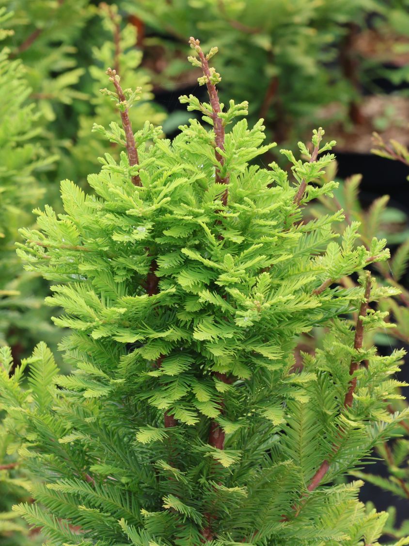 Sumpfzypresse 'Peve Minaret' - Taxodium distichum 'Peve Minaret'