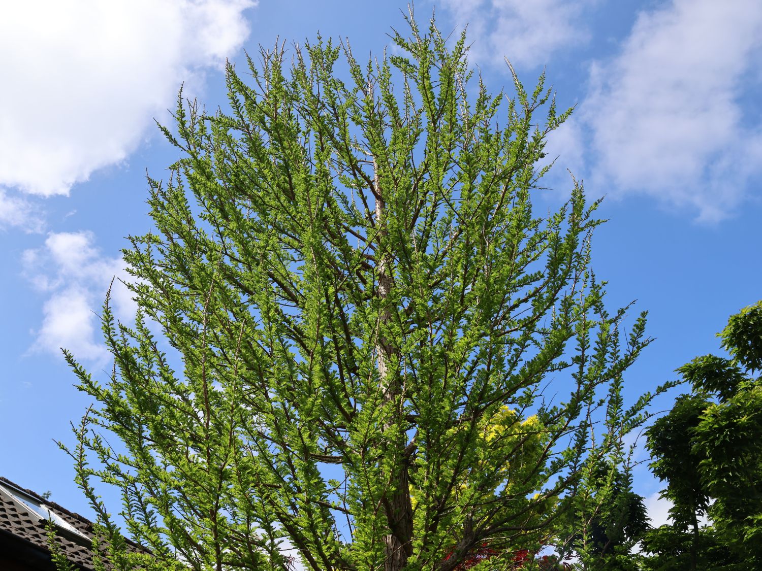 Sumpfzypresse 'Peve Minaret' - Taxodium distichum 'Peve Minaret'