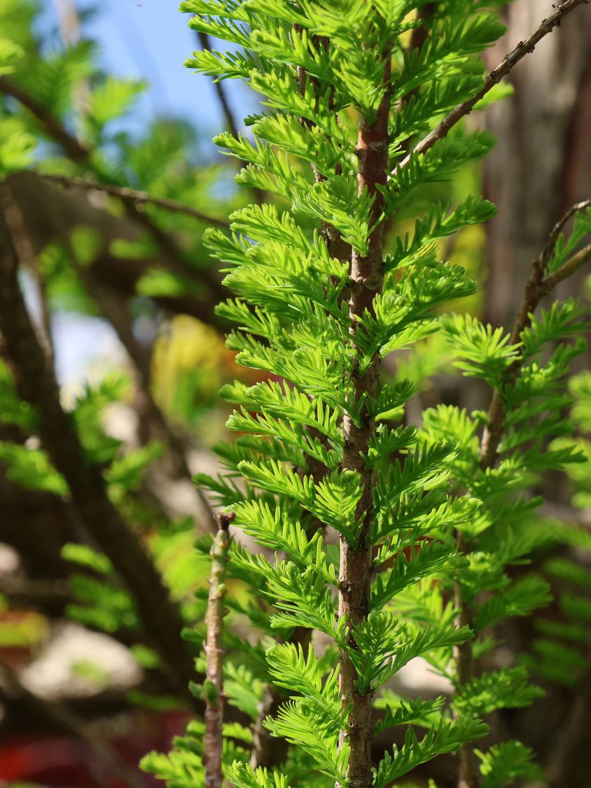 Sumpfzypresse 'Peve Minaret' - Taxodium distichum 'Peve Minaret'