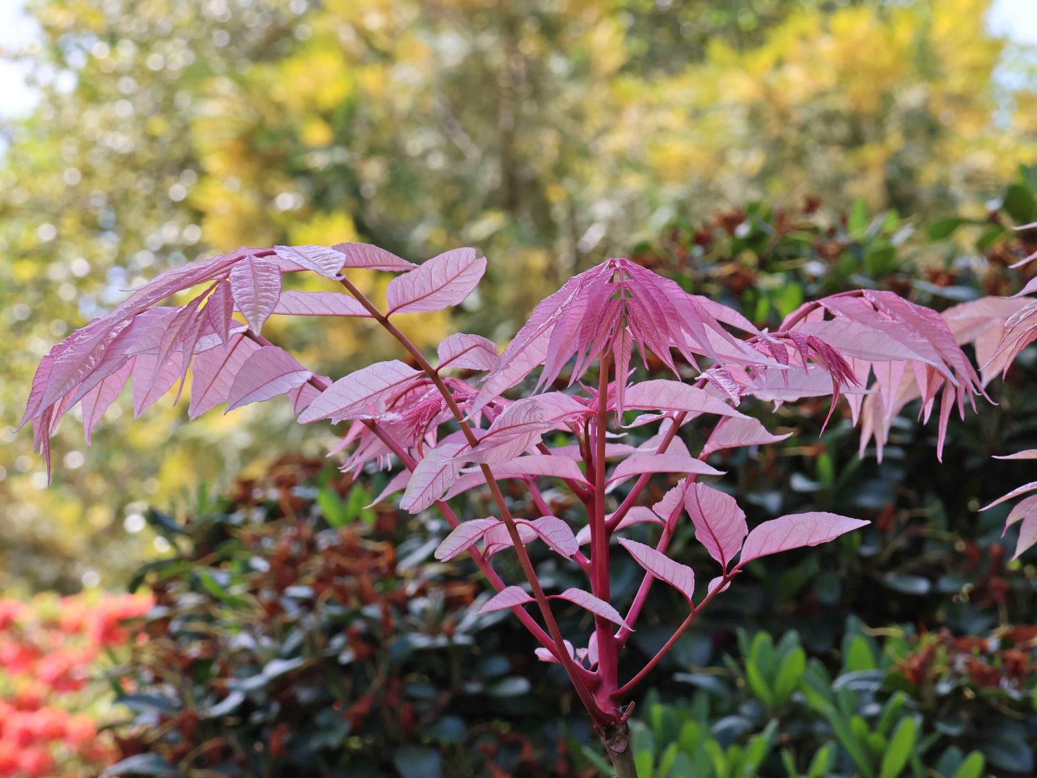 Surenbaum 'Flamingo' - Toona sinensis 'Flamingo'