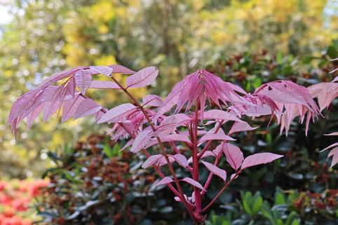Surenbaum 'Flamingo' - Toona sinensis 'Flamingo'