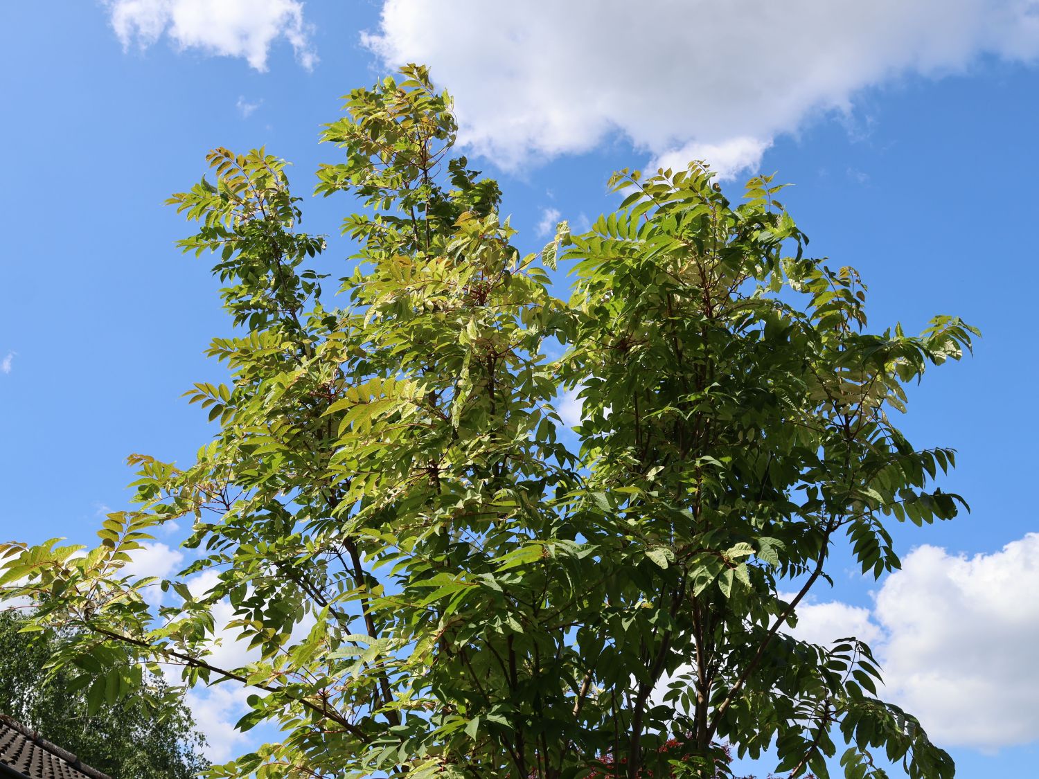 Surenbaum 'Flamingo' - Toona sinensis 'Flamingo'