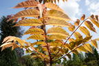 Surenbaum 'Flamingo' - Toona sinensis 'Flamingo'