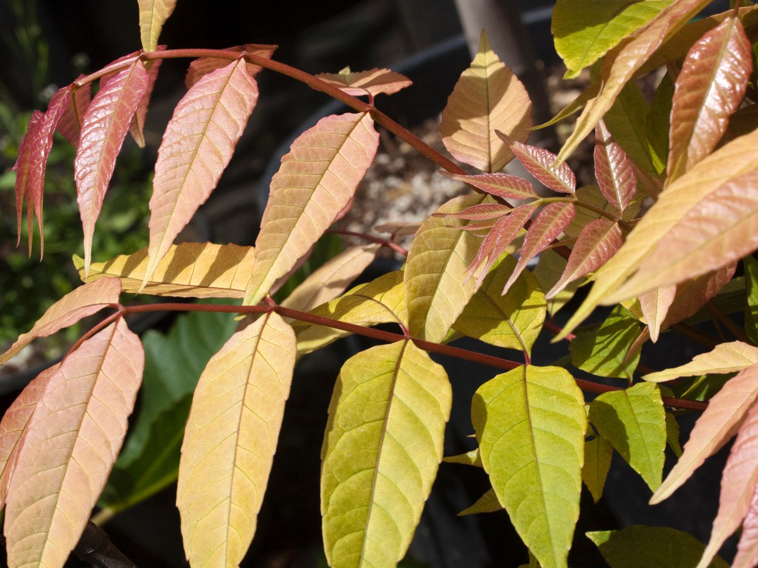 Mahagonigewächse (Meliaceae)