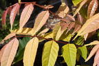 Surenbaum 'Flamingo' - Toona sinensis 'Flamingo'