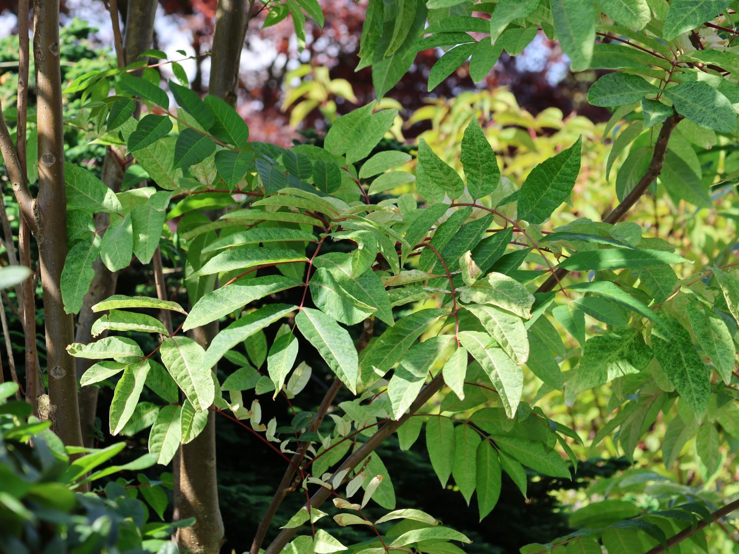 Surenbaum 'Flamingo' - Toona sinensis 'Flamingo'