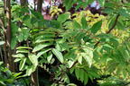 Surenbaum 'Flamingo' - Toona sinensis 'Flamingo'