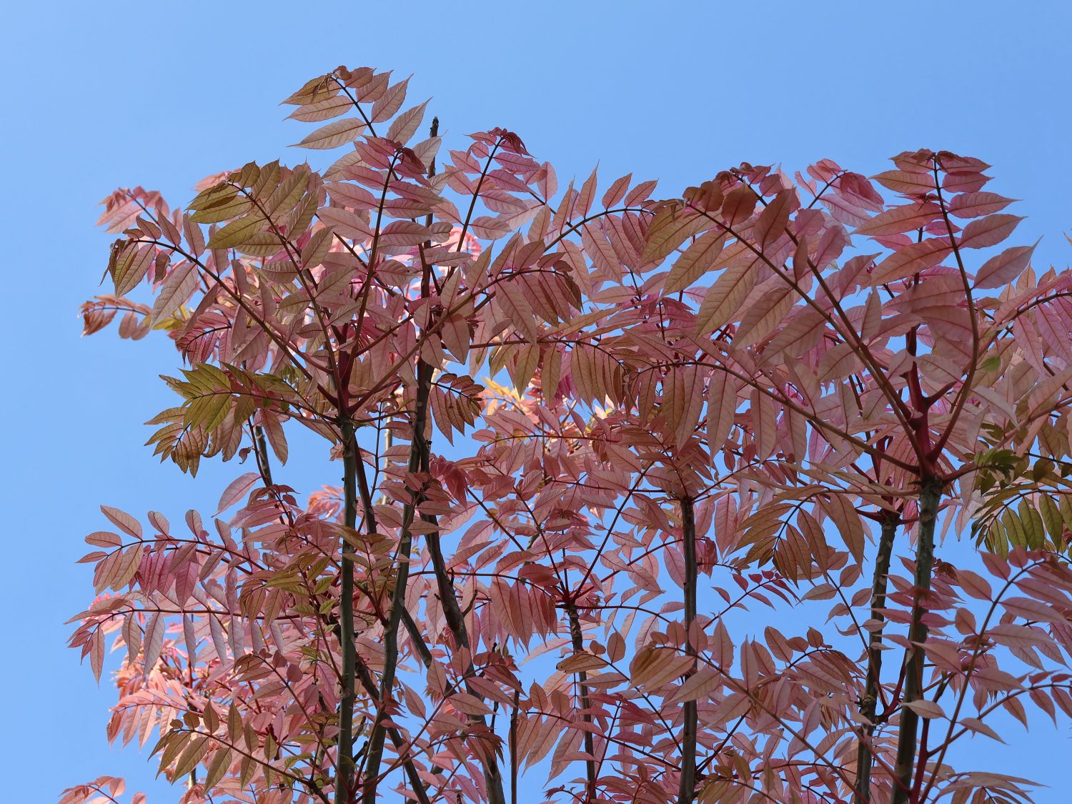 Surenbaum 'Flamingo' - Toona sinensis 'Flamingo'