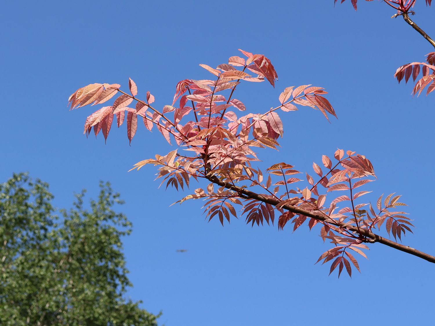 Surenbaum 'Flamingo' - Toona sinensis 'Flamingo'