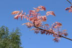 Surenbaum 'Flamingo' - Toona sinensis 'Flamingo'