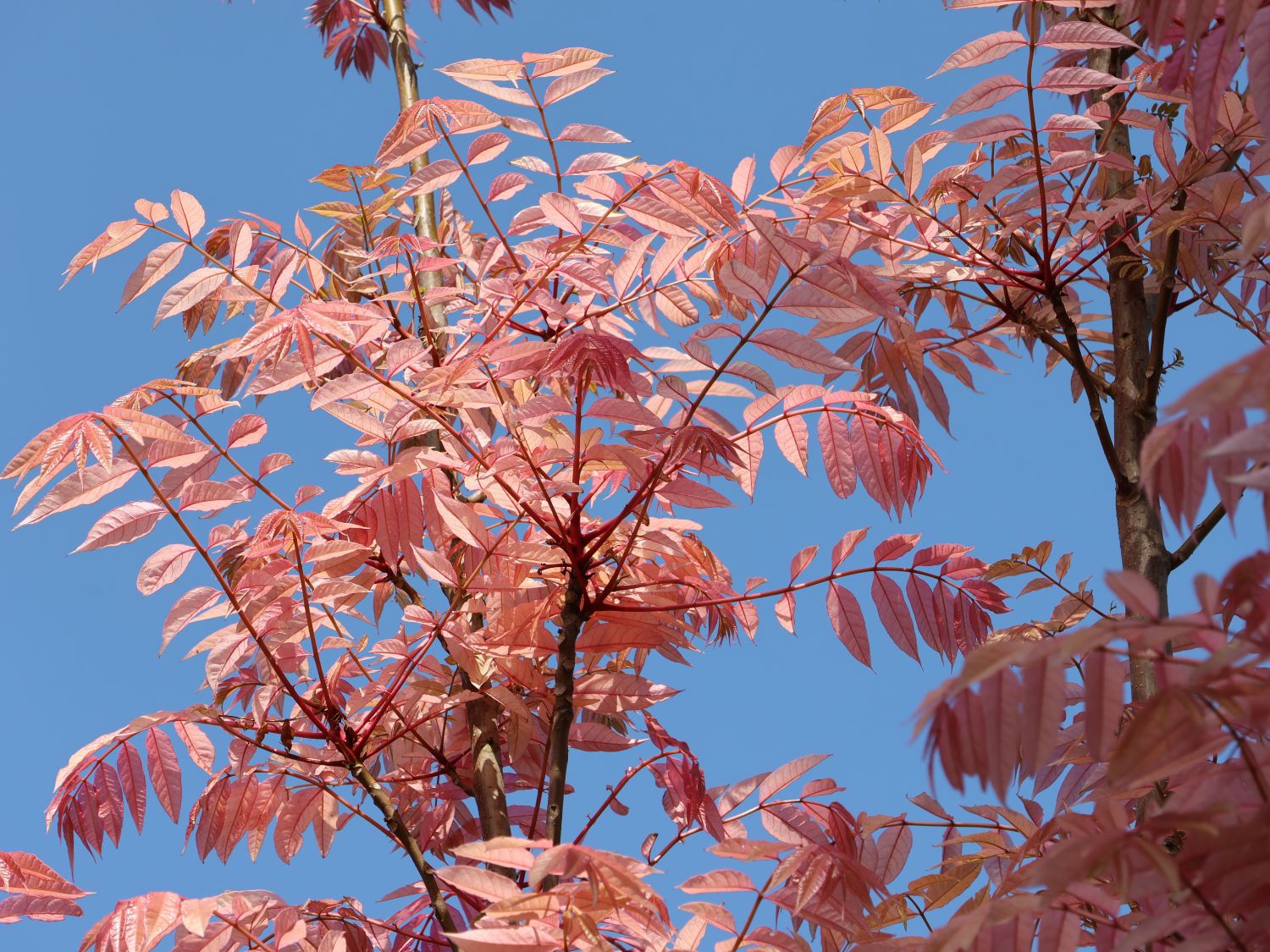 Surenbaum 'Flamingo' - Toona sinensis 'Flamingo'