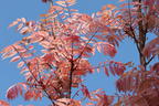 Surenbaum 'Flamingo' - Toona sinensis 'Flamingo'
