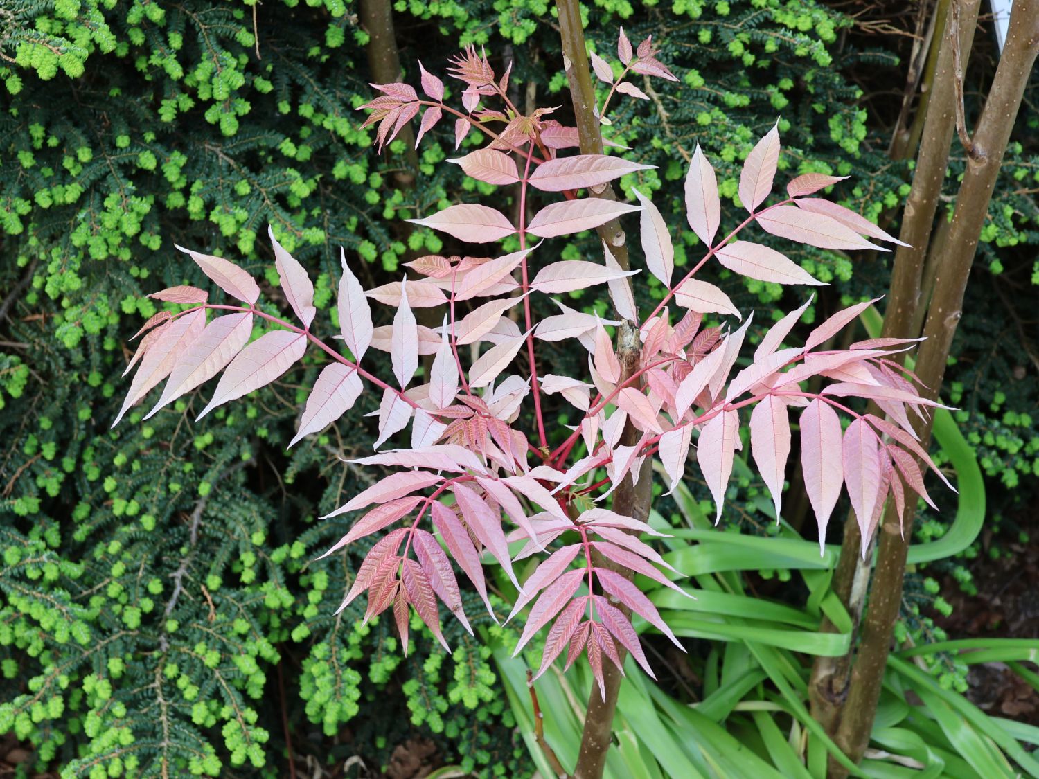 Surenbaum 'Flamingo' - Toona sinensis 'Flamingo'
