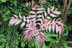 Surenbaum 'Flamingo' - Toona sinensis 'Flamingo'