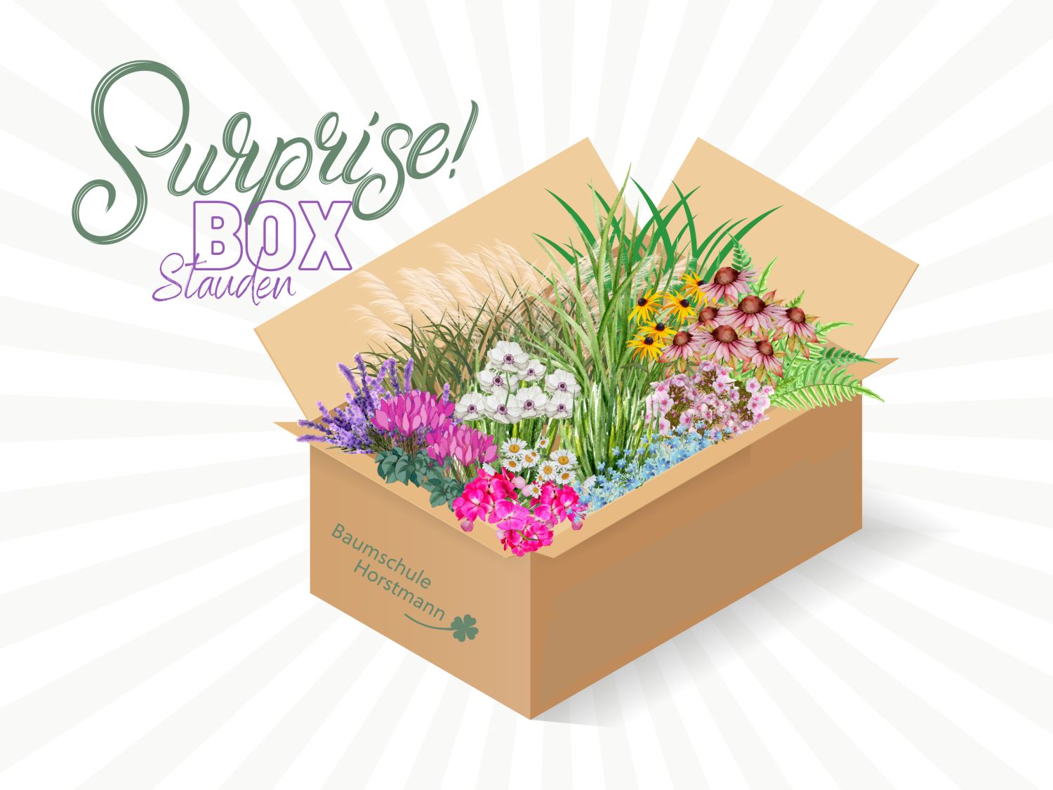 Surprise-Box Stauden: Dein Stauden-Überraschungspaket